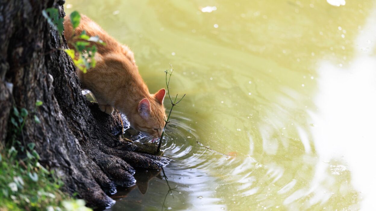 cat appetite 35279529
