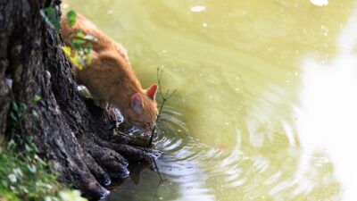 cat appetite 35279529