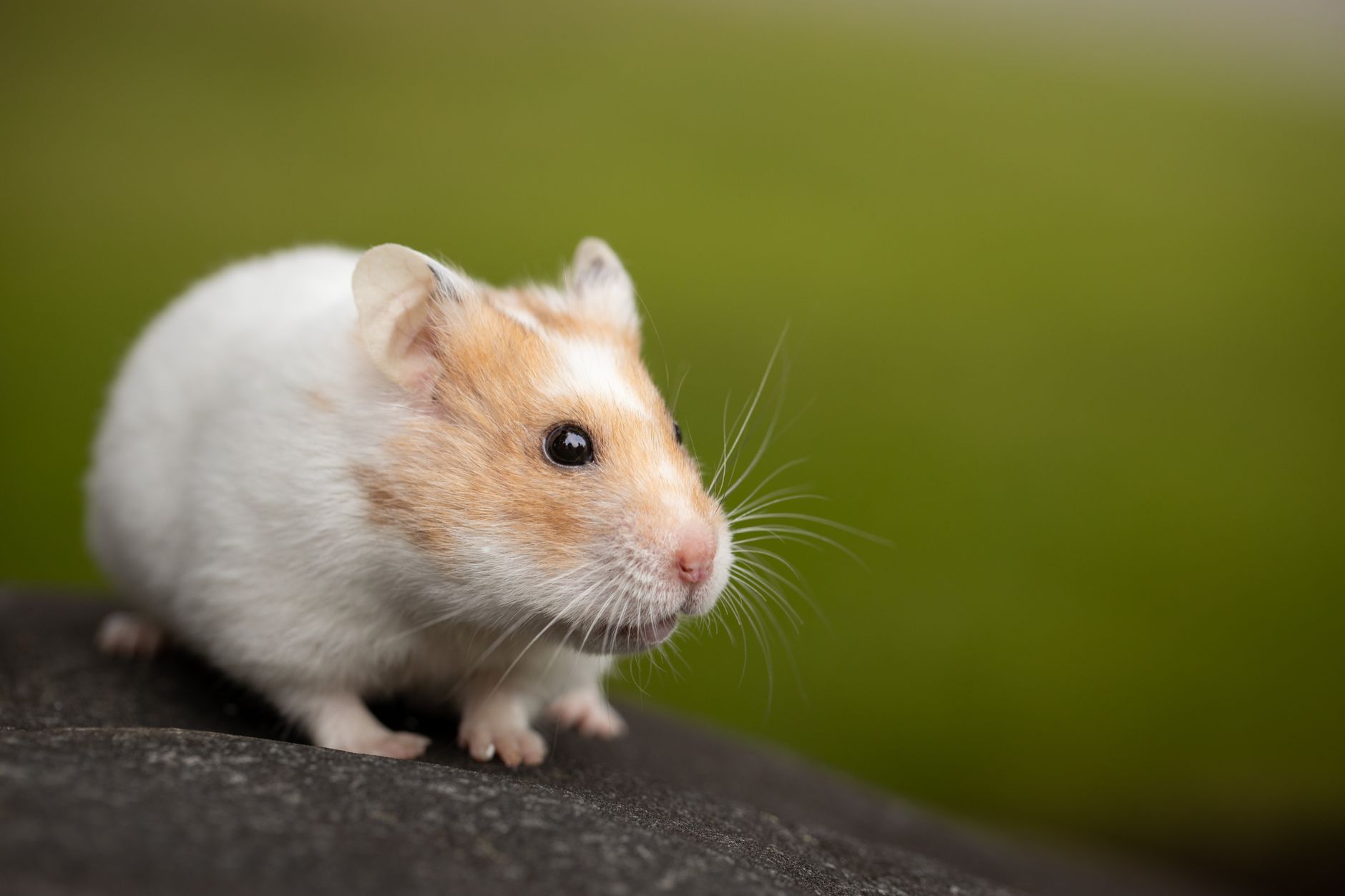 Hamster Bakımı İçin Temel Bilgiler