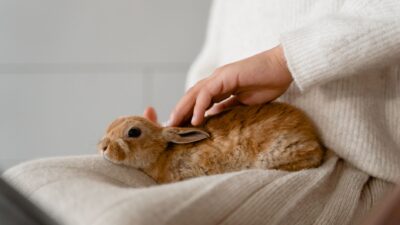 hamster care 6845635