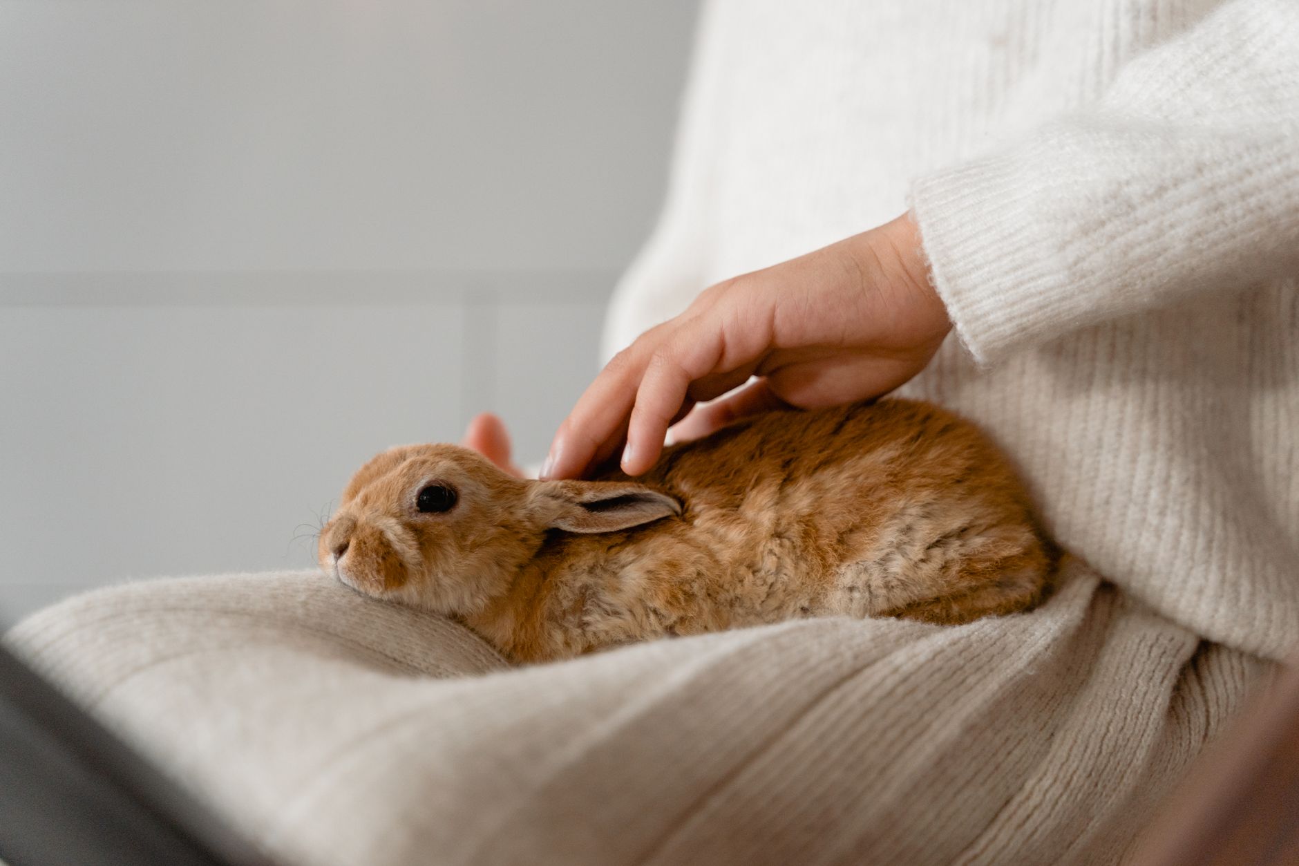 Hamster Bakımı İçin Temel Bilgiler