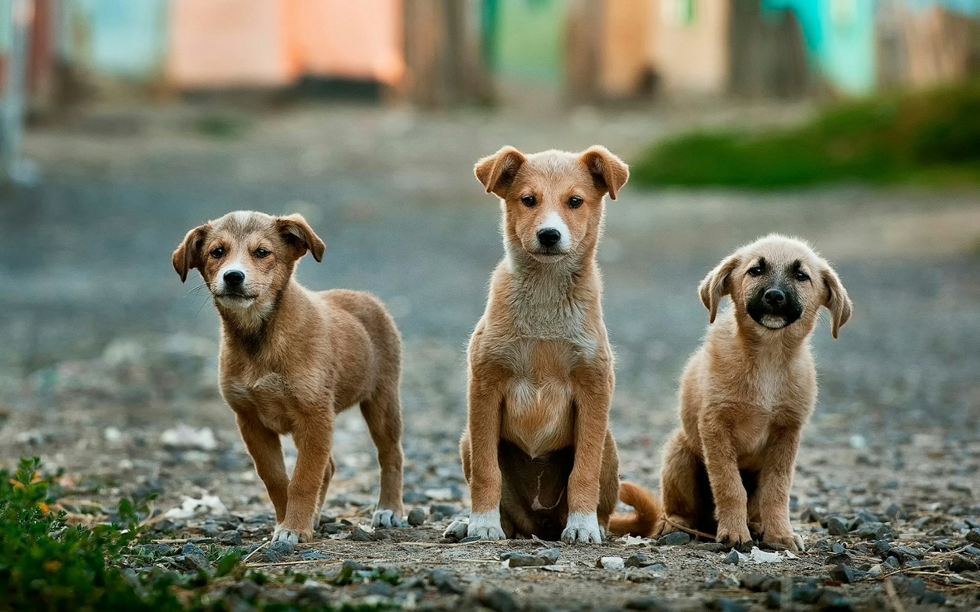 Veteriner Apartman Yaşamına Uygun Kedi ve Köpek...