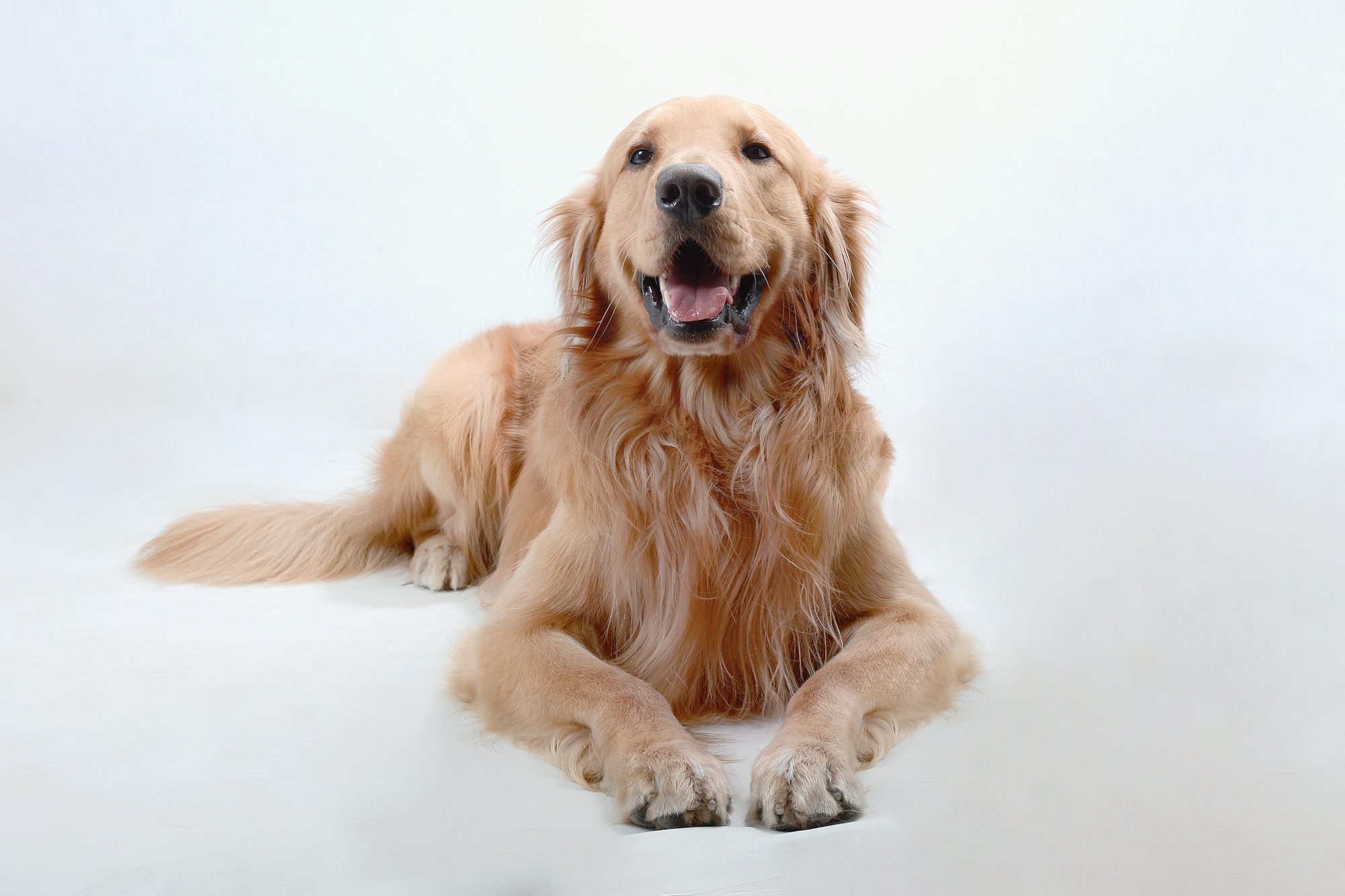 Veteriner Köpek Tüy Dökmesi Normal mi? Nedenler...
