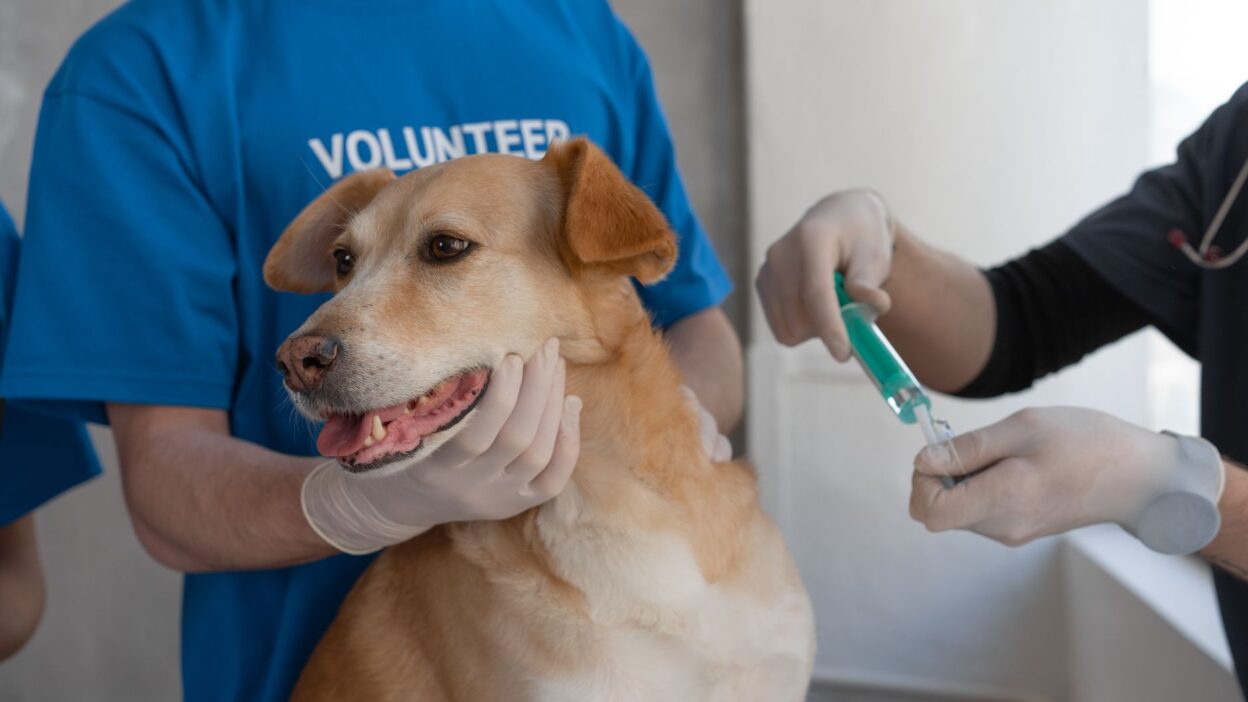 puppy veterinarian 7469223