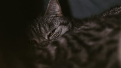 cat birth 19329856