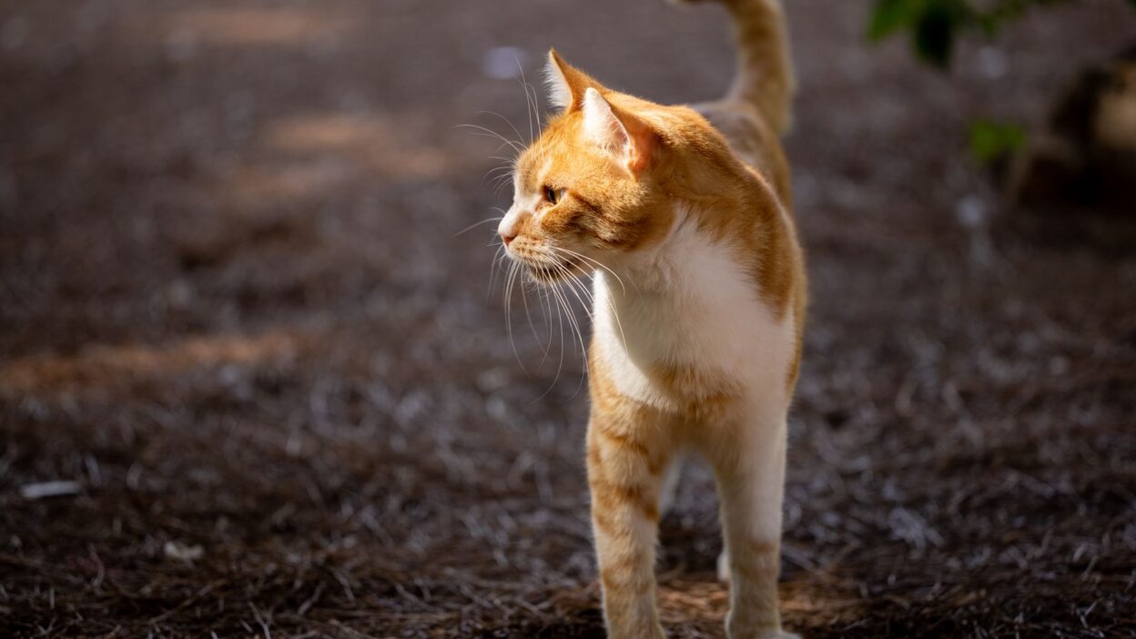 cat urinary infection 9881133