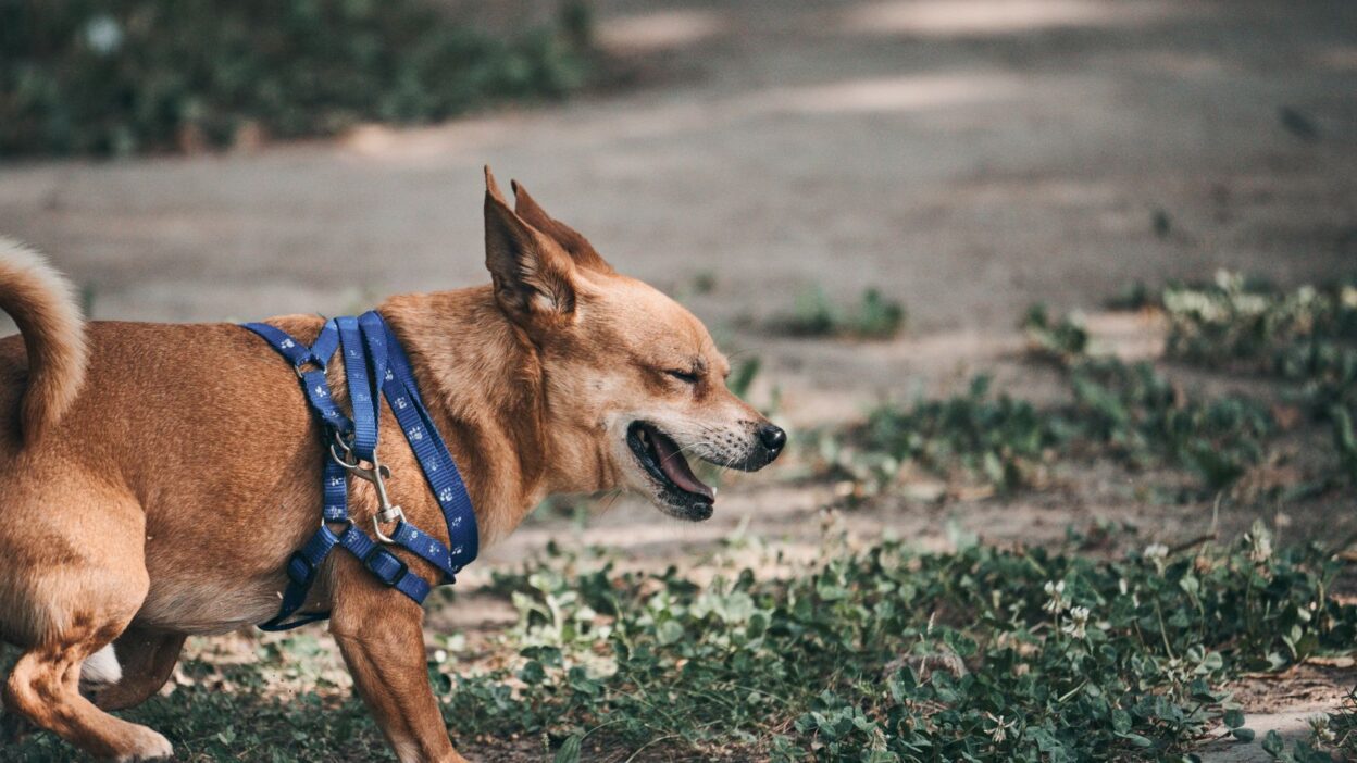 dog barking 14394130