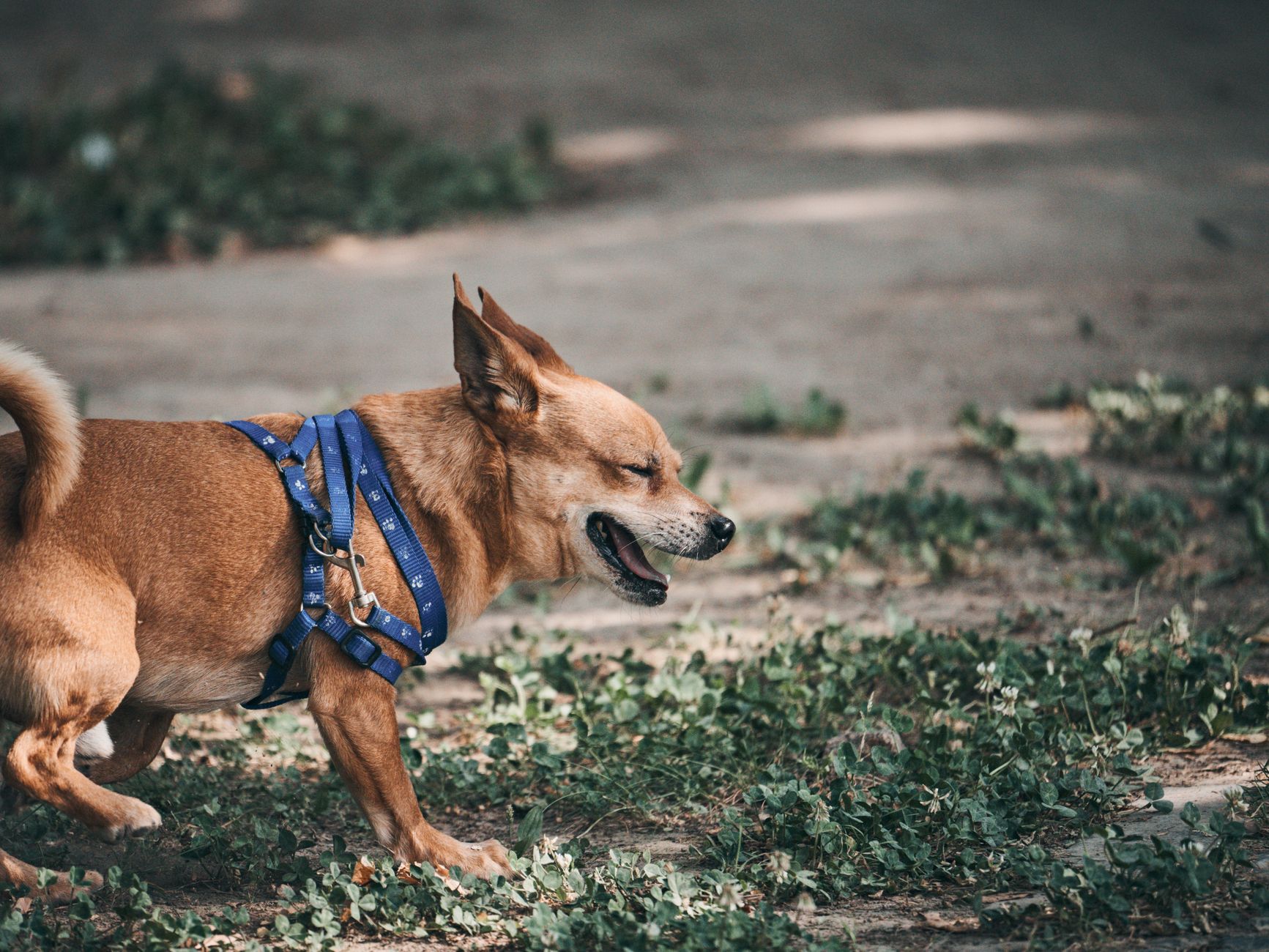 Köpeklerde Aşırı Havlama Nasıl Önlenir?