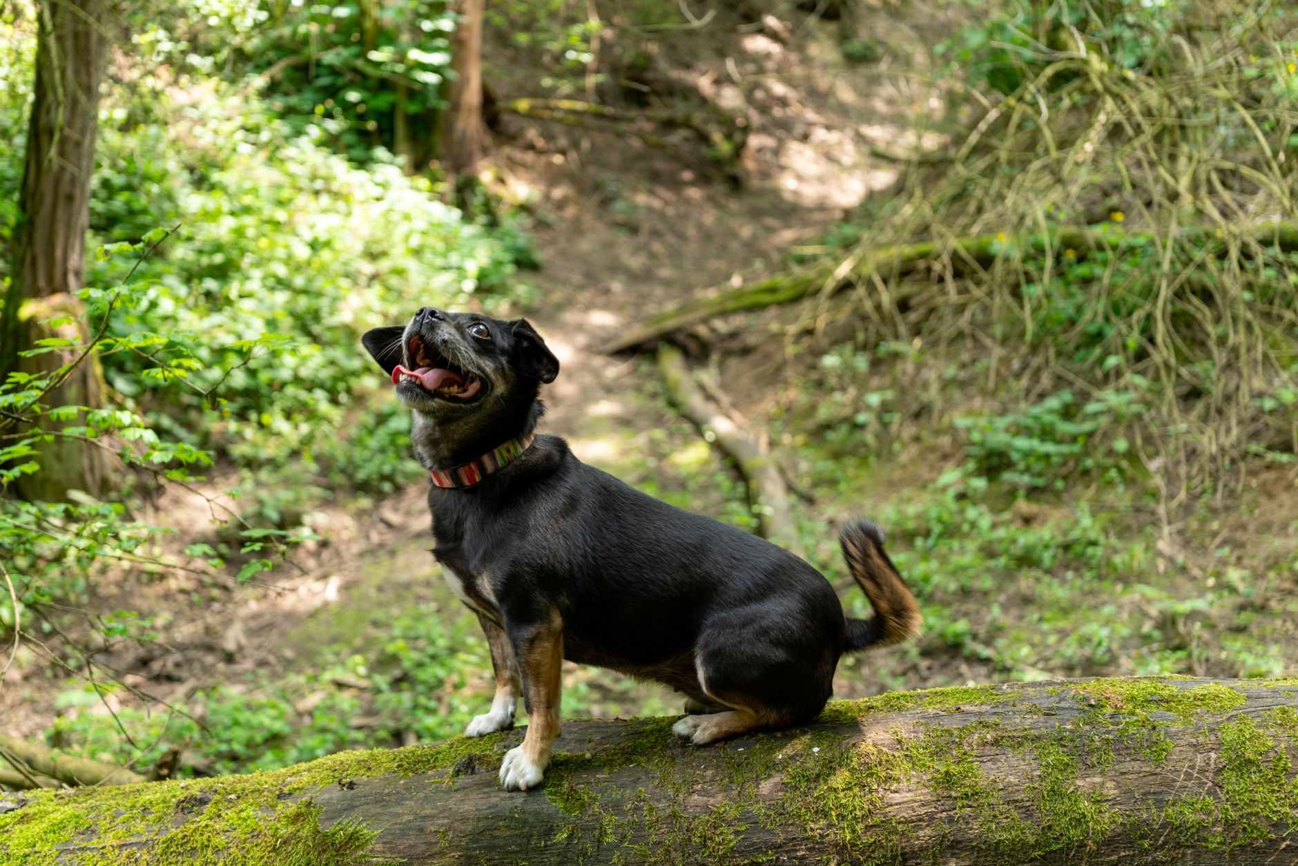 Köpeklerde Aşırı Havlama Nasıl Önlenir?