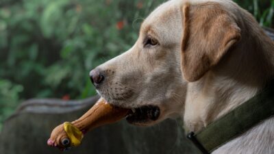 dog breath 34059056