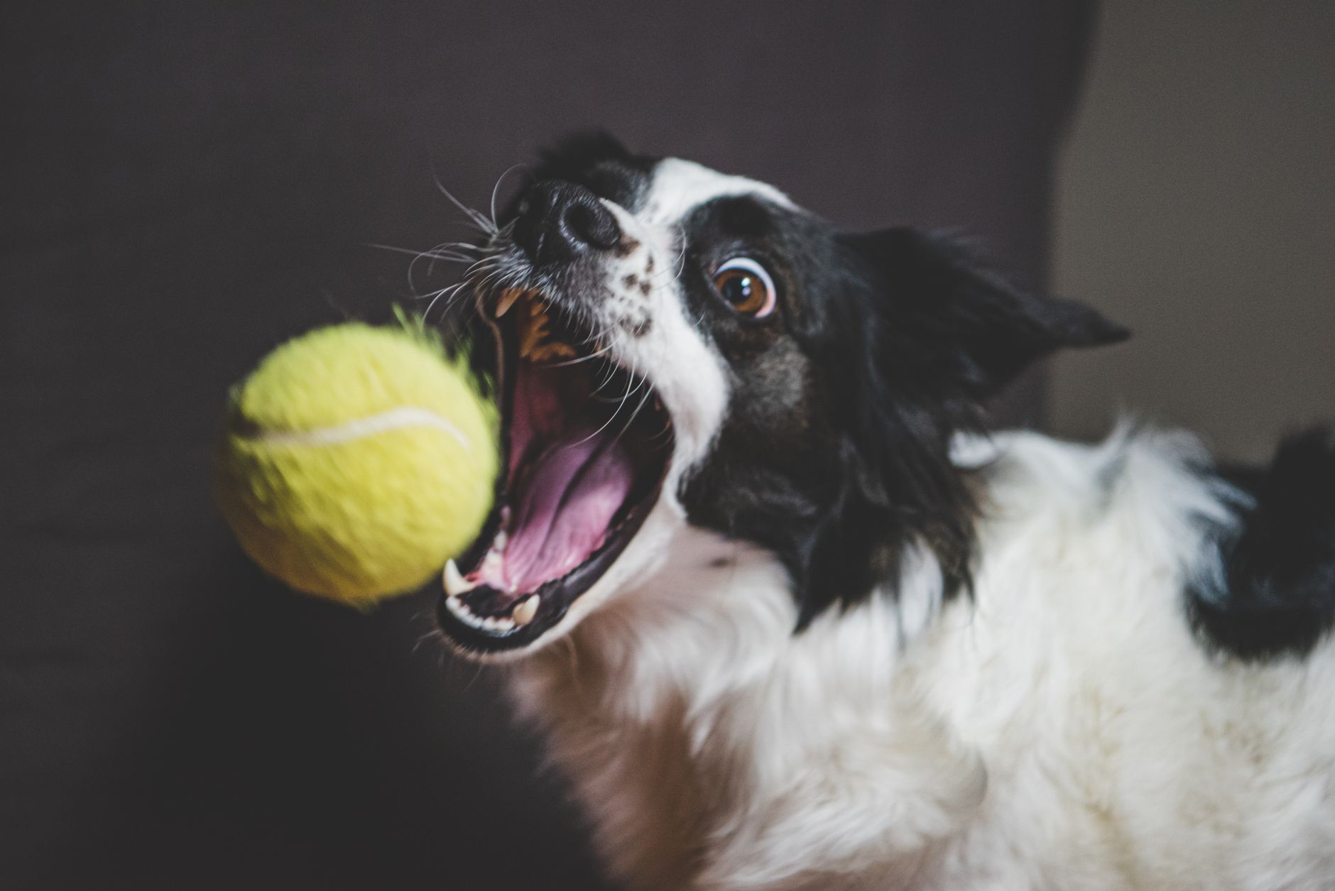Köpeklerde Diş Taşı Temizliği Nasıl Yapılır?