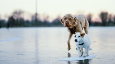 dog seizure 19325743