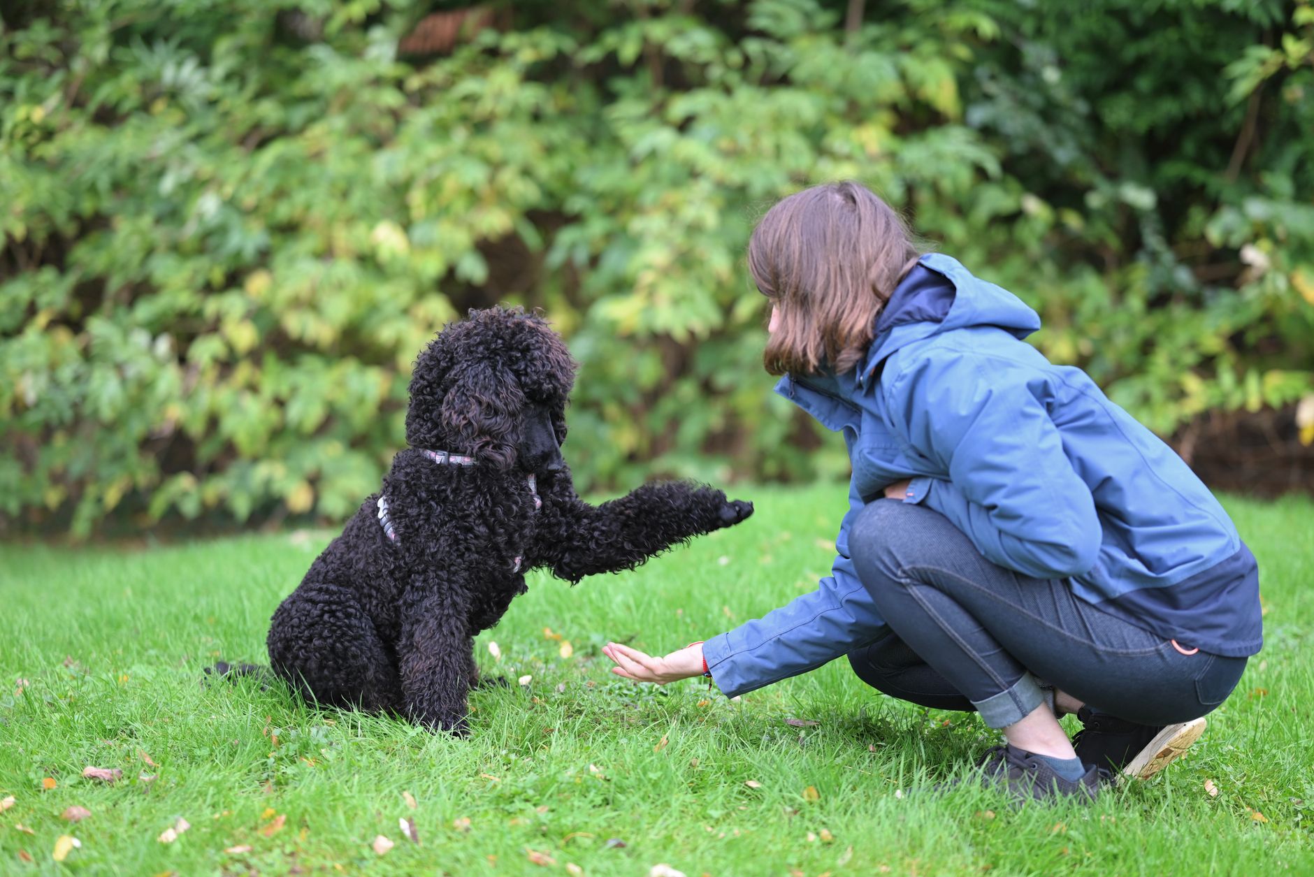 Köpek Eğitimi: Temel Komutlar Nasıl Öğretilir?