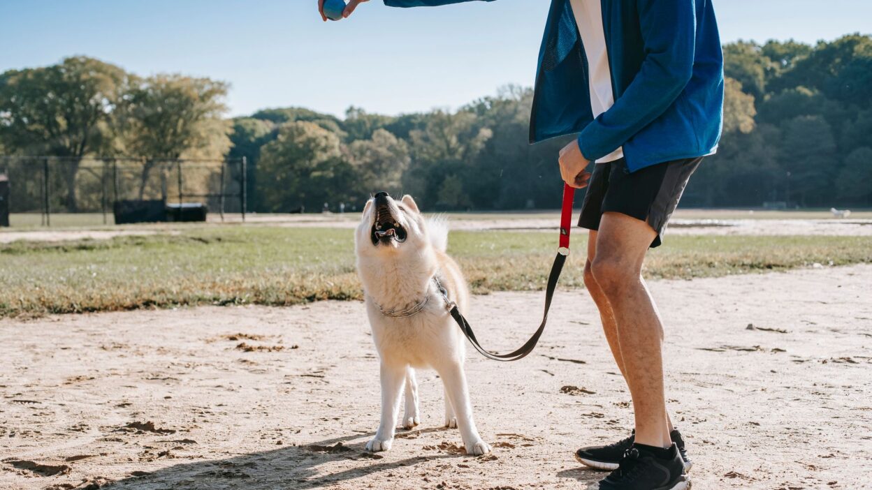 dog training 5745269