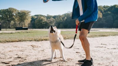 dog training 5745269