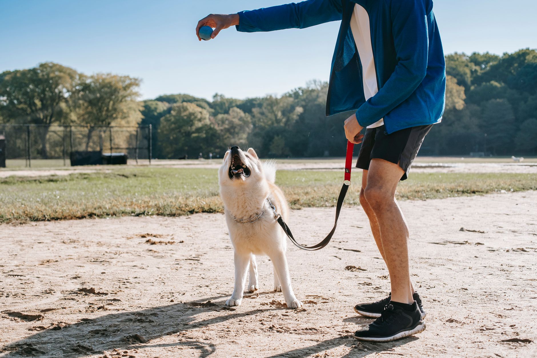 Köpek Eğitimi: Temel Komutlar Nasıl Öğretilir?
