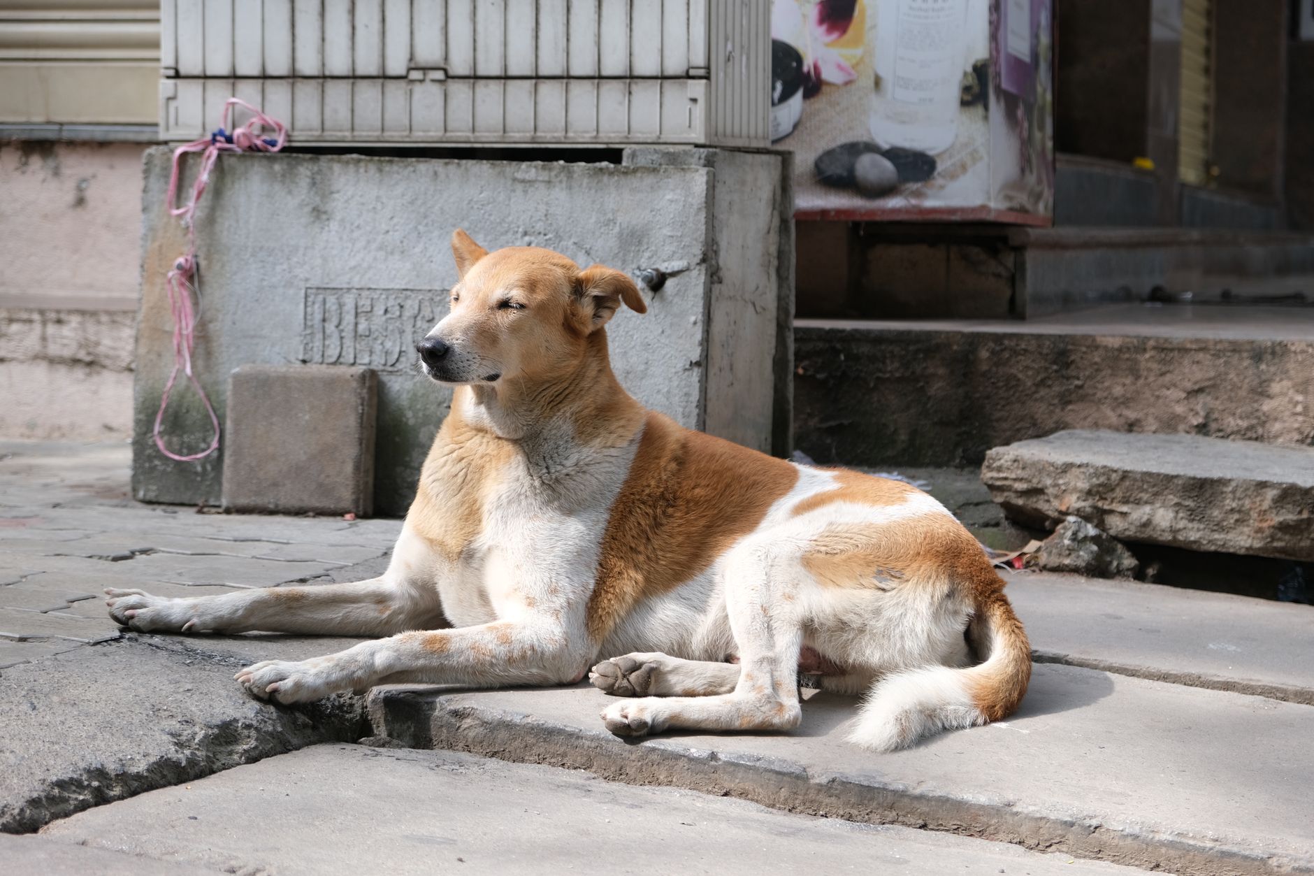 Karma Aşı Nedir ve Neden Önemlidir?