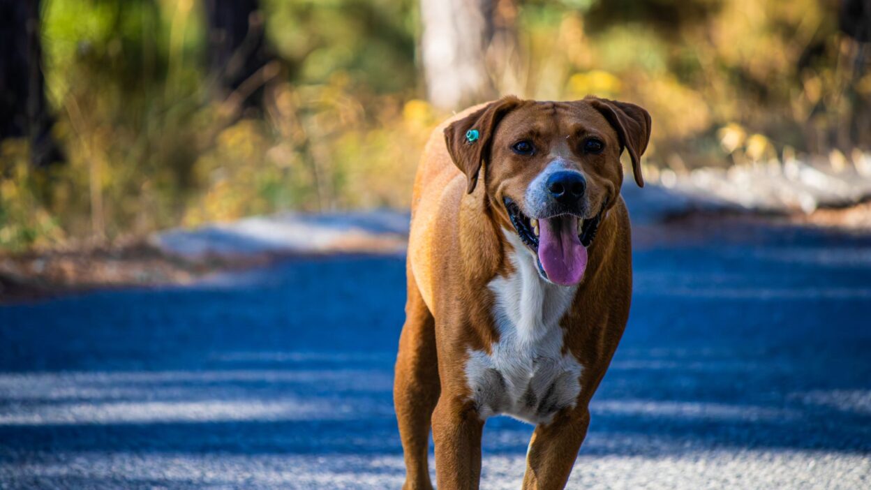 dog vaccination 37467772