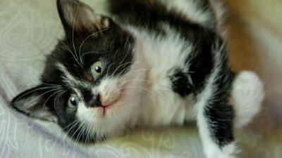 kitten nursing 8769766