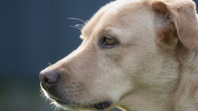 pet ear infection 29355601