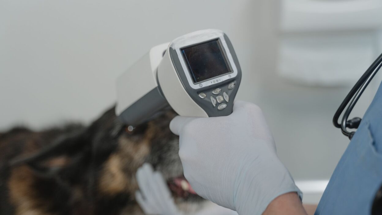 pet health 6235232