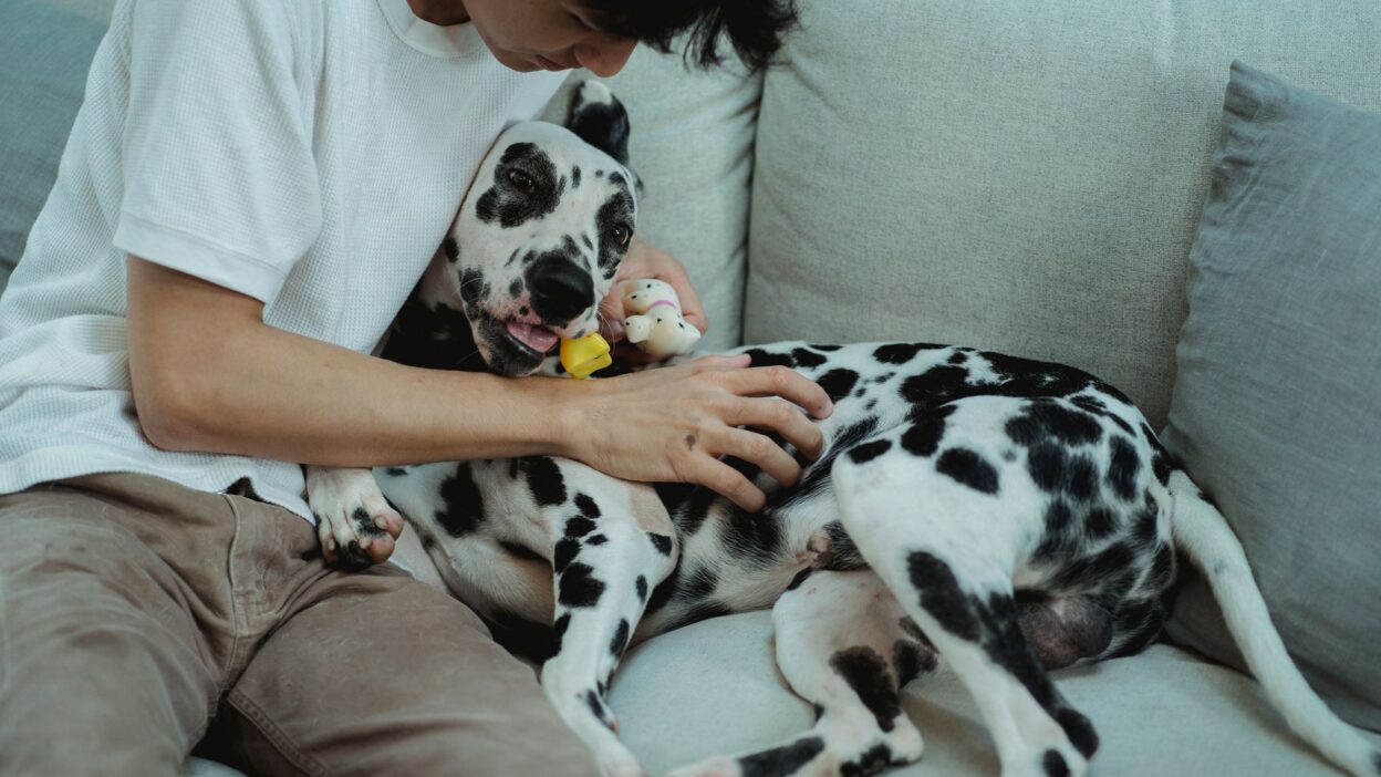 pet health checkup 5482612