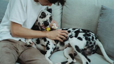 pet health checkup 5482612