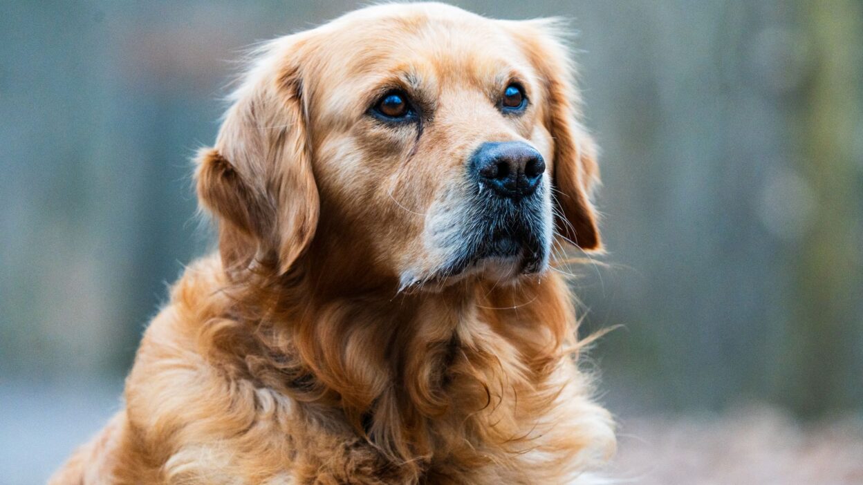 senior dog veterinary 30810888