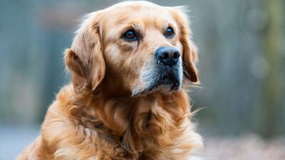 senior dog veterinary 30810888