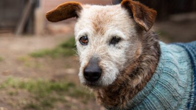 senior pet health 14629493