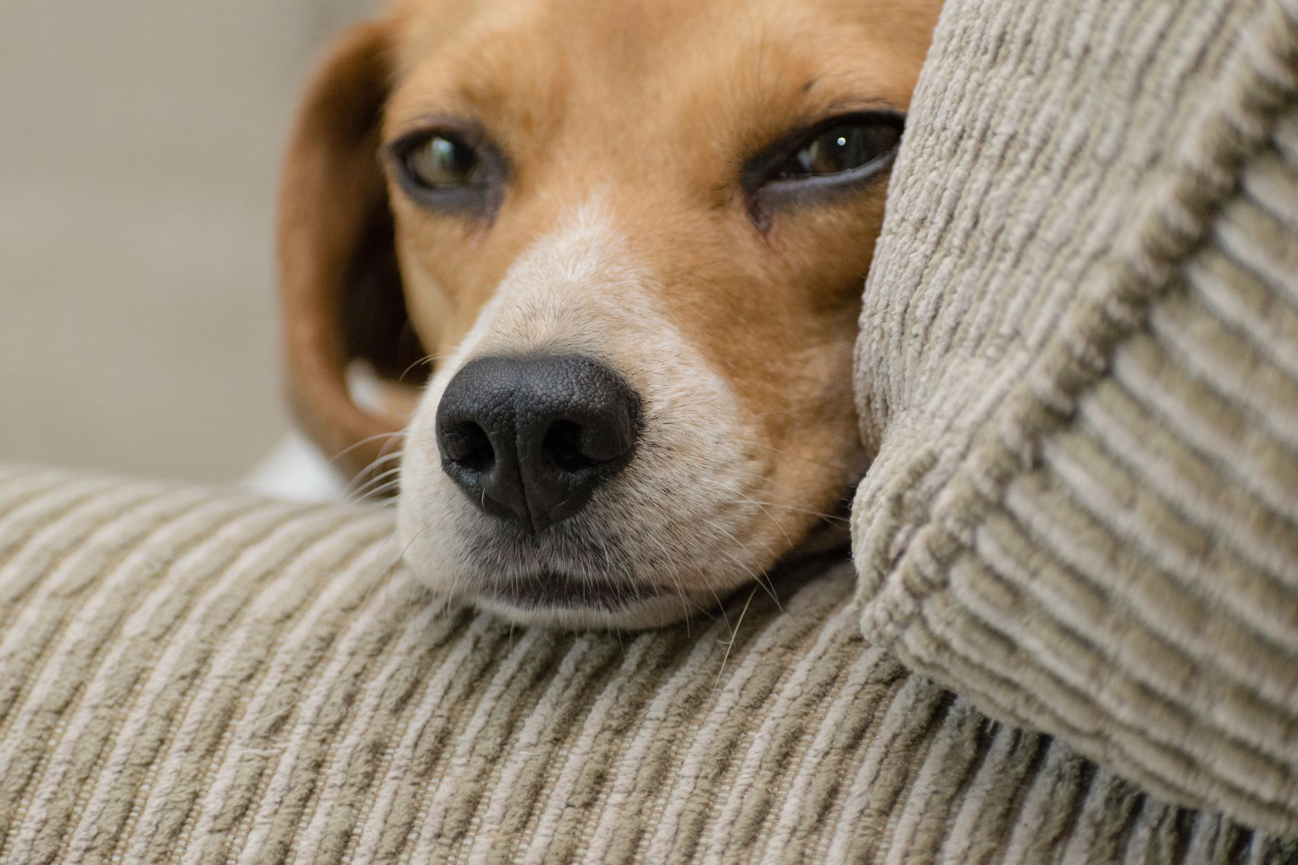 Yaşlı Köpek ve Kedi Bakımı İçin Öneriler