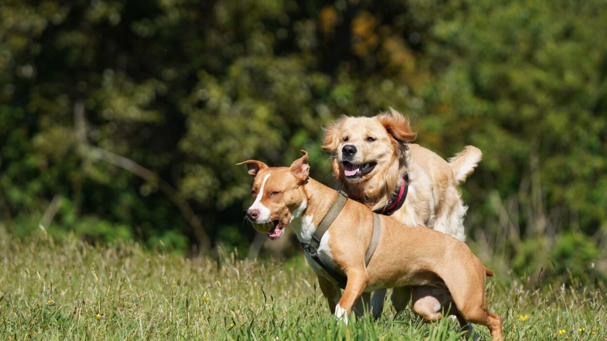 behavior dog 37521008