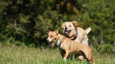 behavior dog 37521008