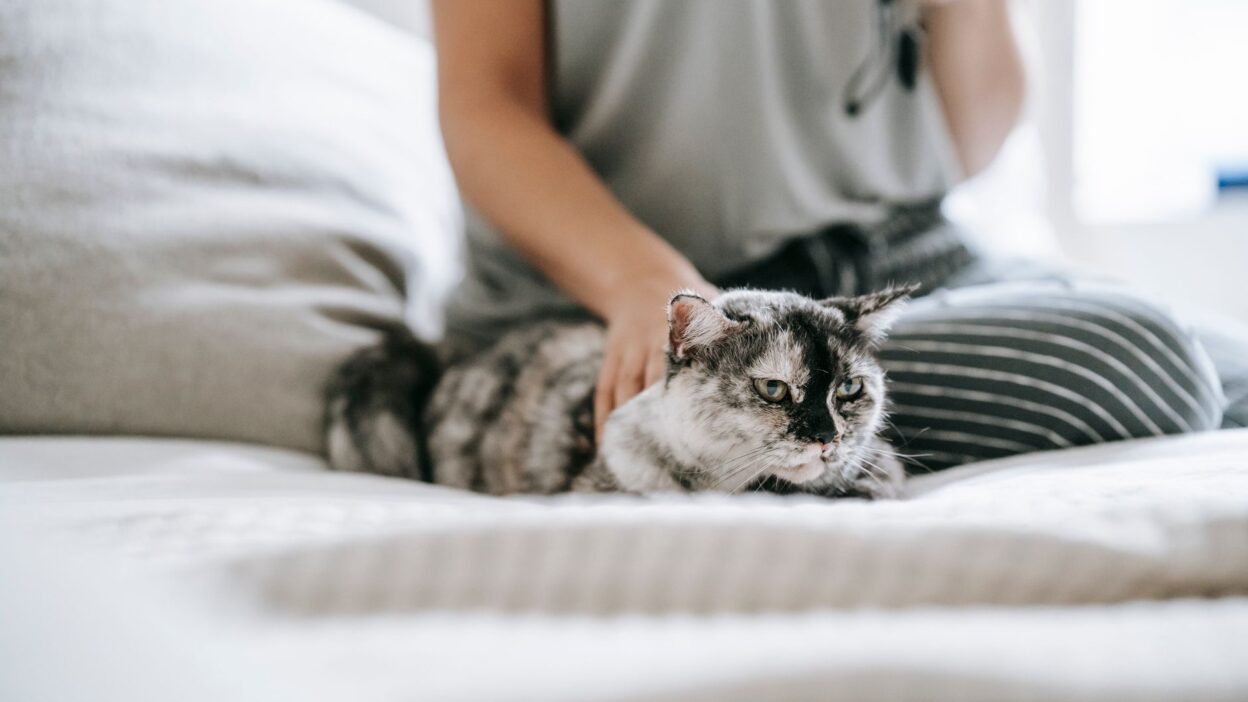 cancer screening pet 6001792
