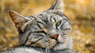 cat discharge symptoms 37434292