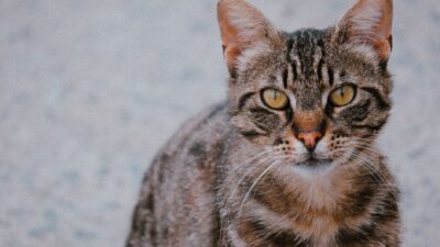 cat food 31831041