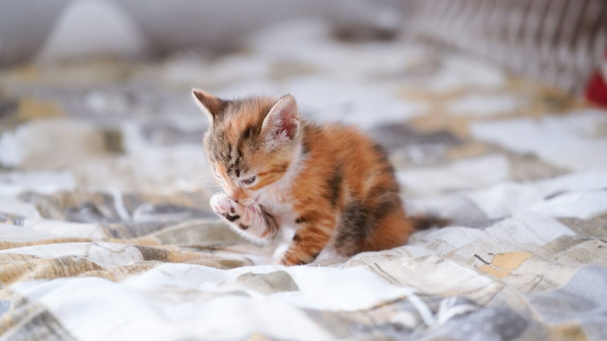 cat scratching 32595481