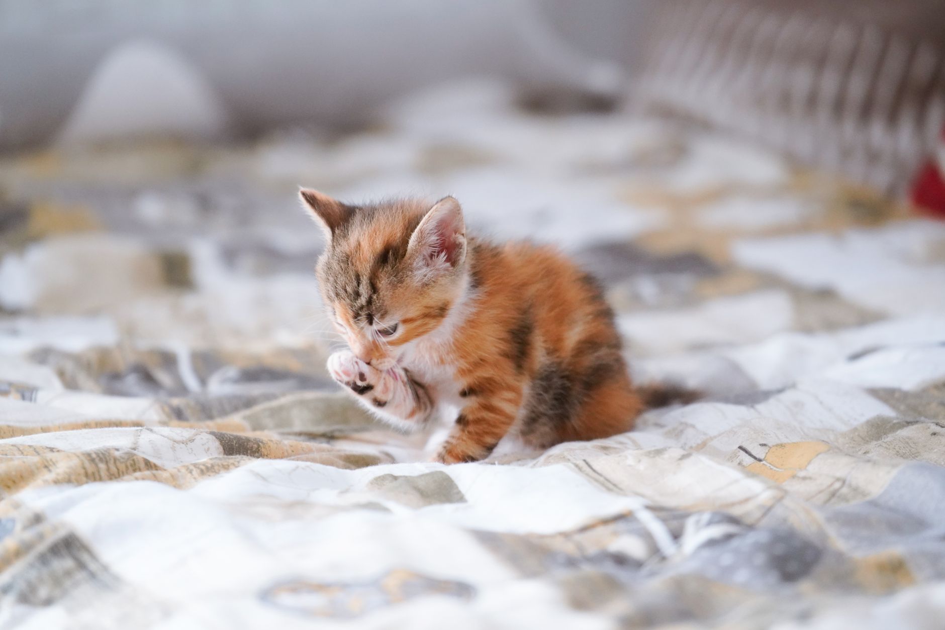 Kedi Tırmalama Davranışı Nasıl Yönlendirilir?