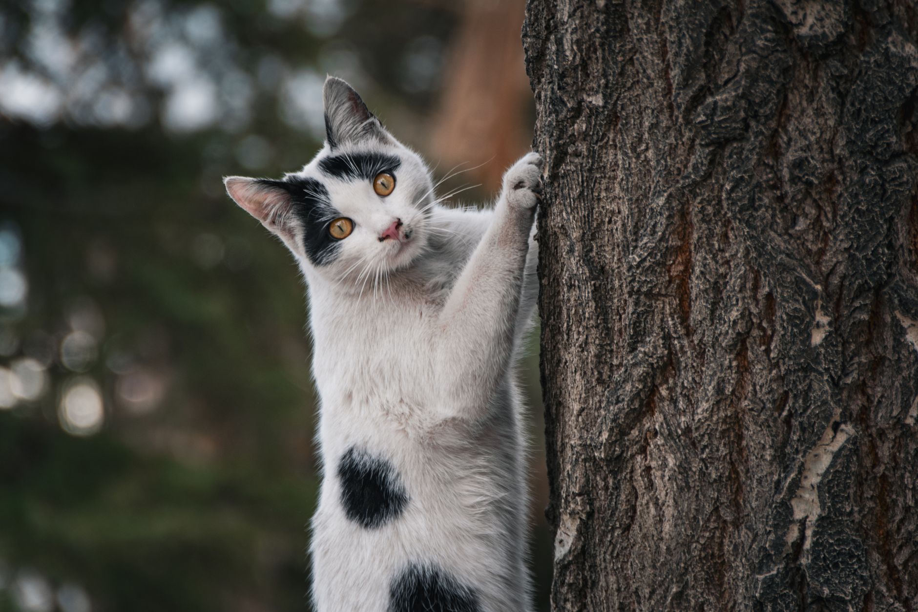 Kedi Tırmalama Davranışı Nasıl Yönlendirilir?