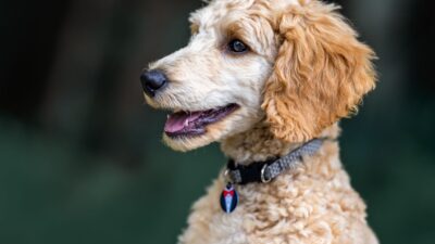 dog breeds 8266284