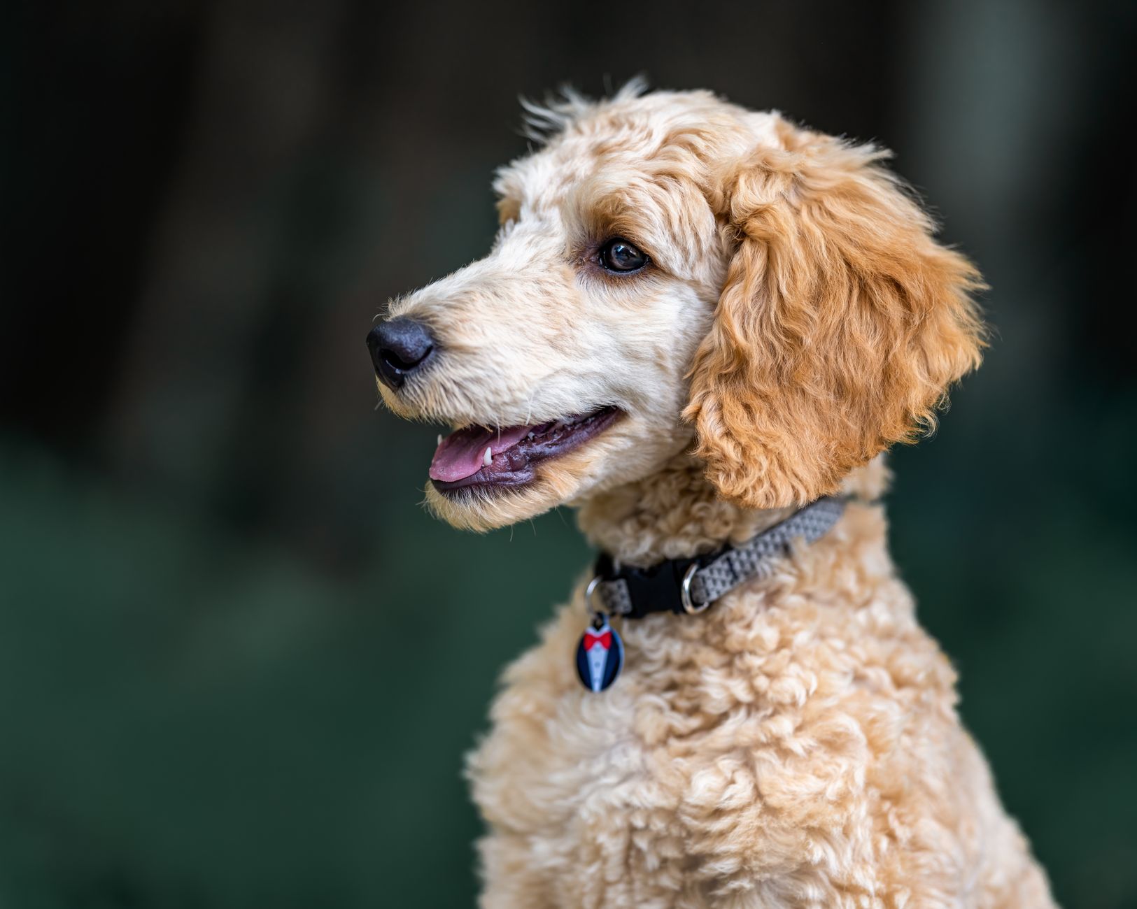En Çok Tercih Edilen Köpek Irkları ve Özellikleri