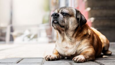 dog diarrhea 31339390
