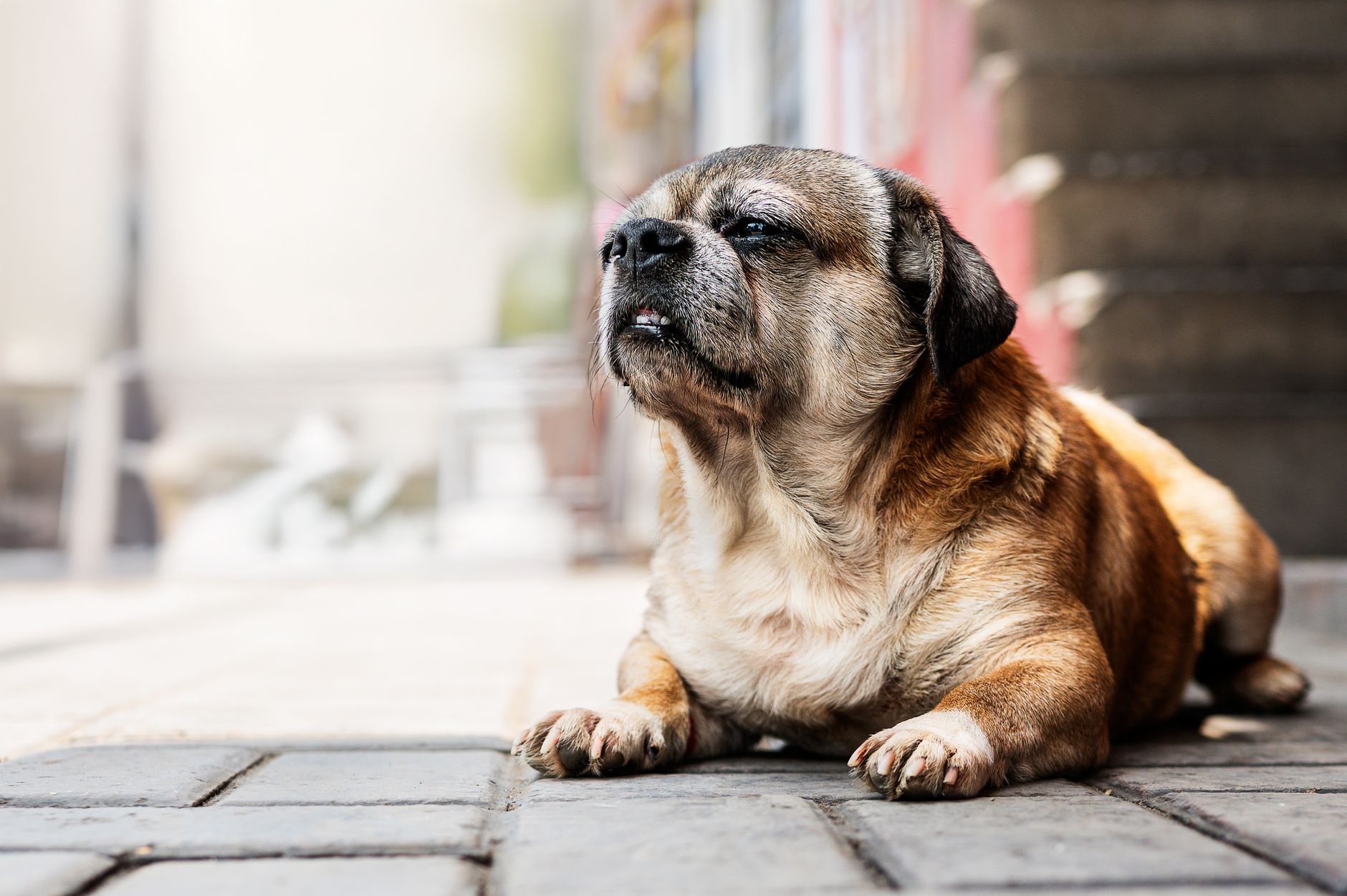 Köpeklerde İshal Tedavisi ve Evde Yapılabilecekler