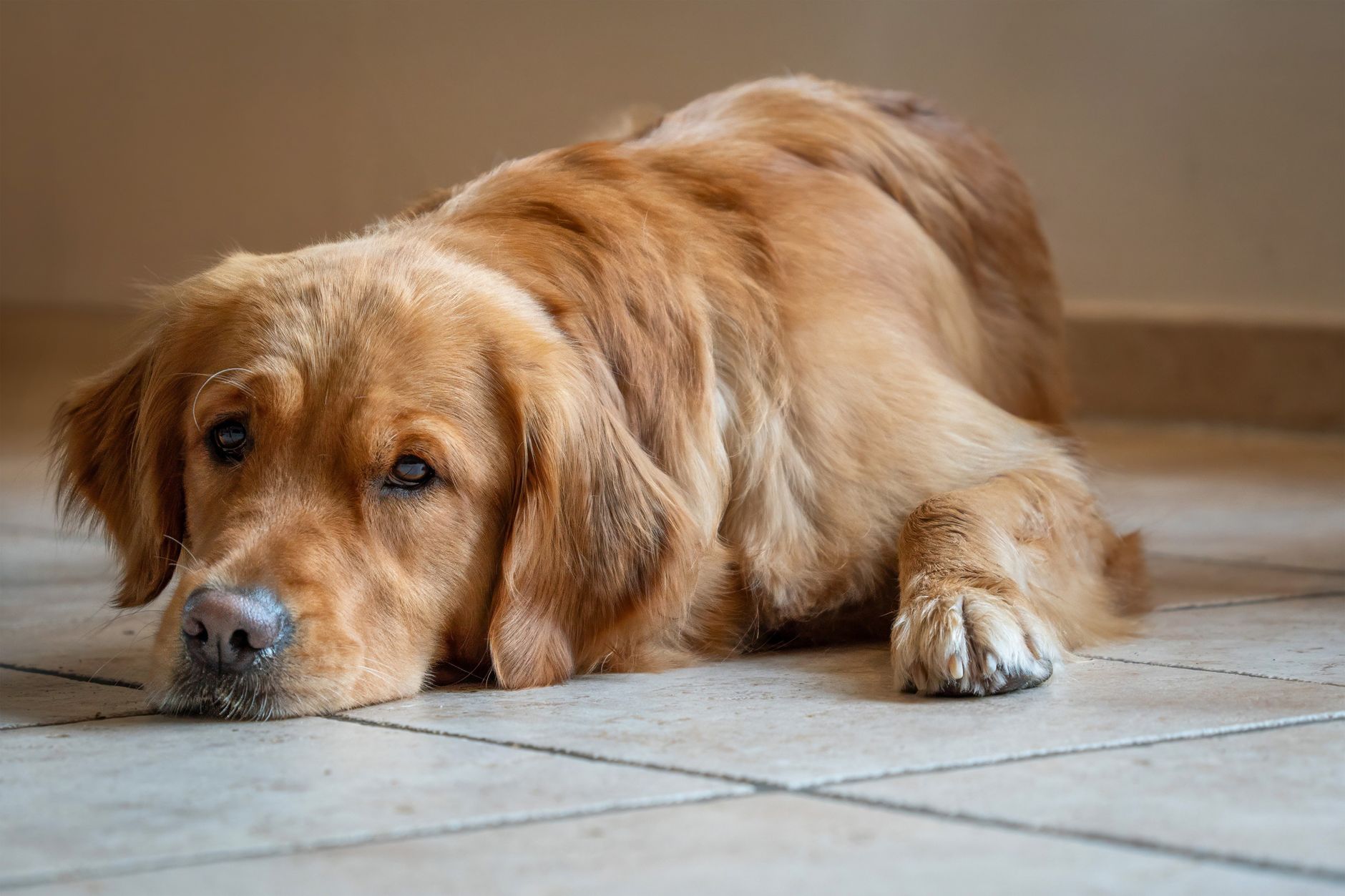Köpeklerde İshal Tedavisi ve Evde Yapılabilecekler