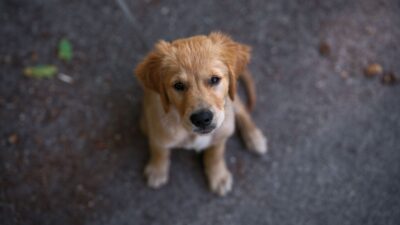 dog flea 33757042
