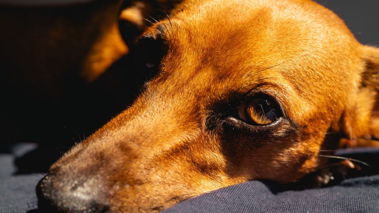 dog lethargy 20347610