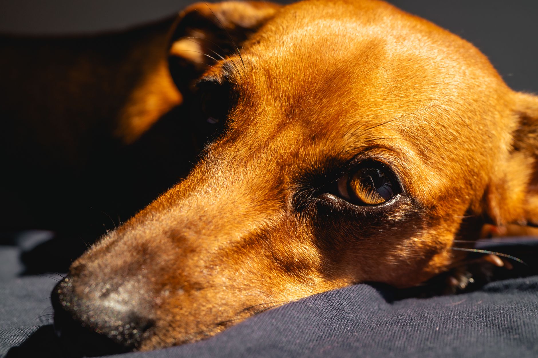 Köpeğiniz Halsizse: Basit mi, Yoksa Tehlikeli mi?