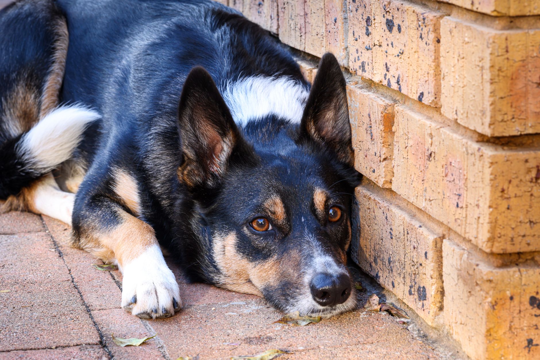 Köpeğiniz Halsizse: Basit mi, Yoksa Tehlikeli mi?