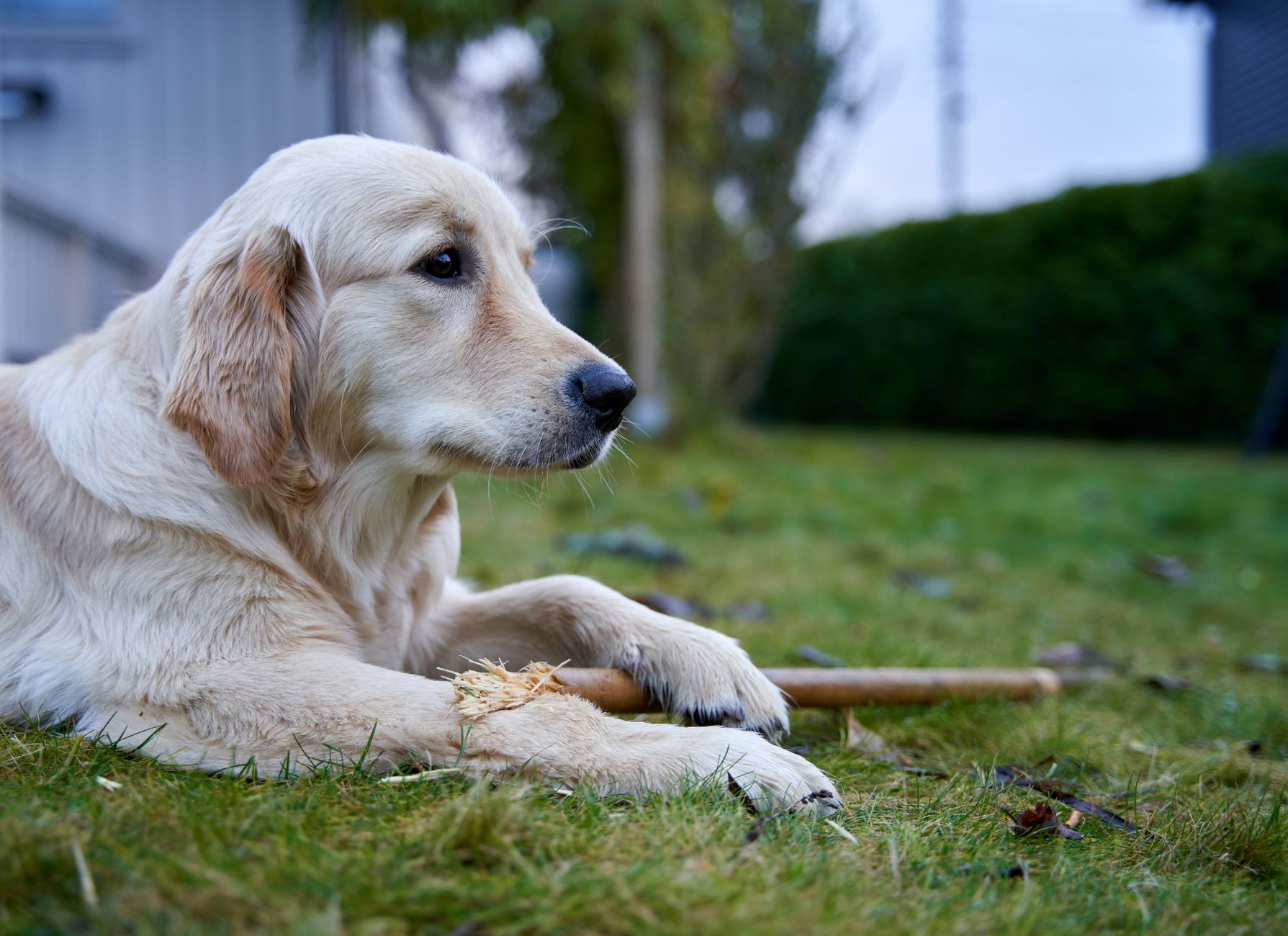 Köpeğim Bir Şey Yuttu: Ne Yapmalıyım?