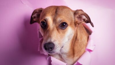 dog swallowed 9678223